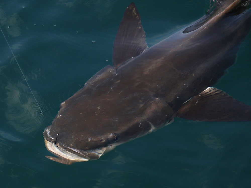 cobia fishing in Florida