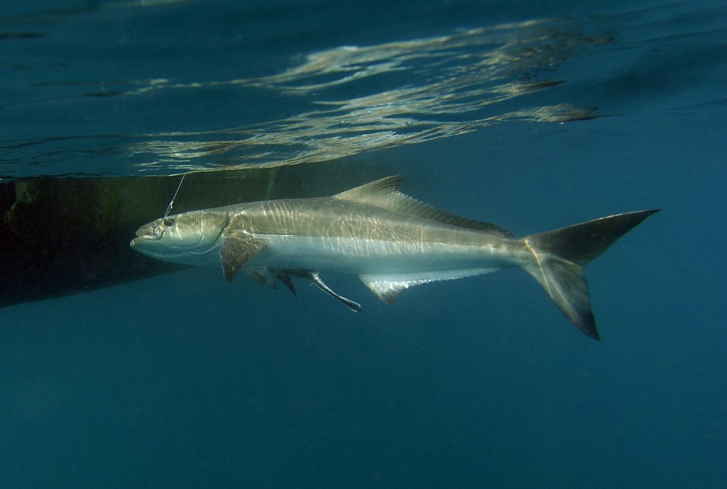 Fishing North Carolina's Outer Banks - a cobia seen from under water