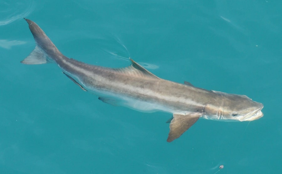 cobia_gulf_of_mexico_northwest_of_florida_keys.jpg