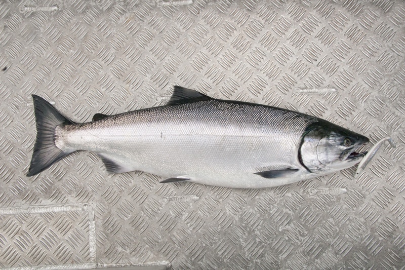 coho_salmon_elfin_cove_alaska.jpg