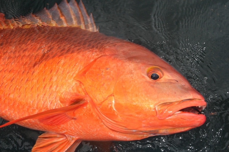 colorado_snapper_golfo_de_chirqui_panama.jpg