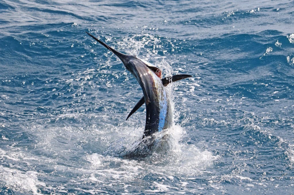 Sailfish fish caught aboard Contender 39 Fisharound center console fishing boat