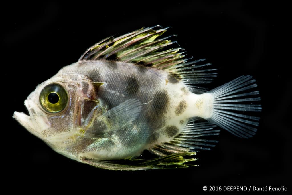 A deep-sea bullseye fish