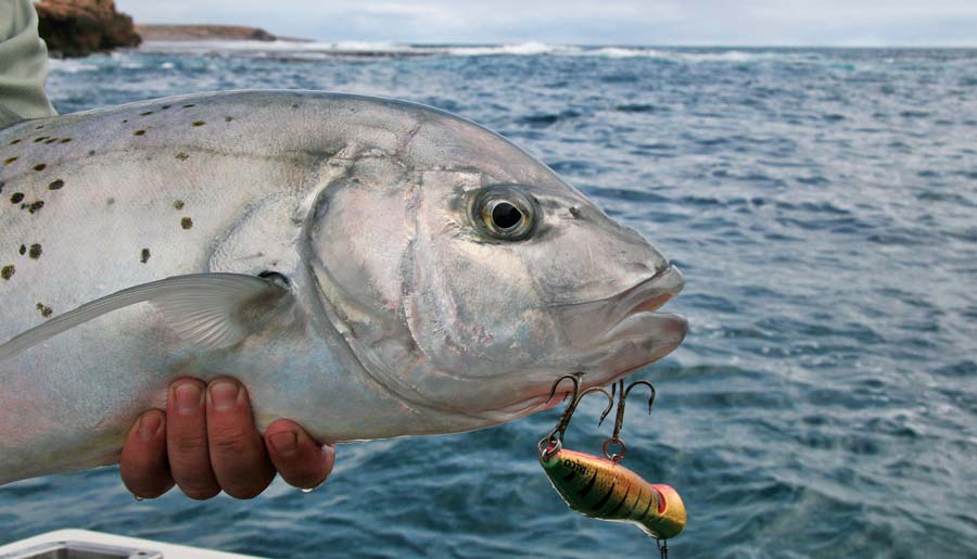 coral-coast-trevally.jpg