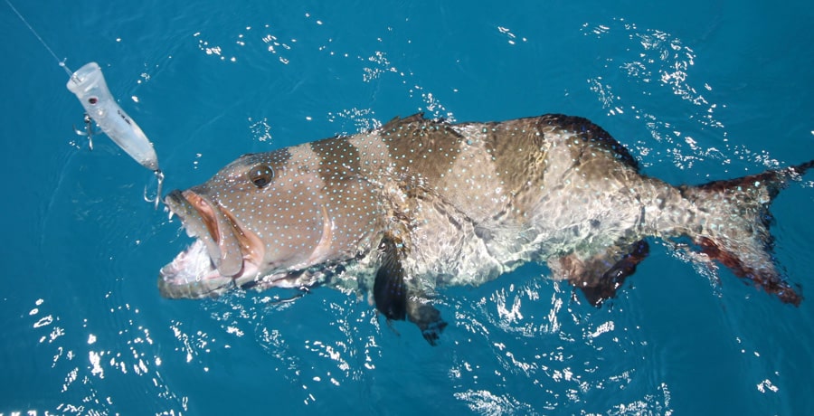 coral_trout_great_barrier_reef_australia_2.jpg