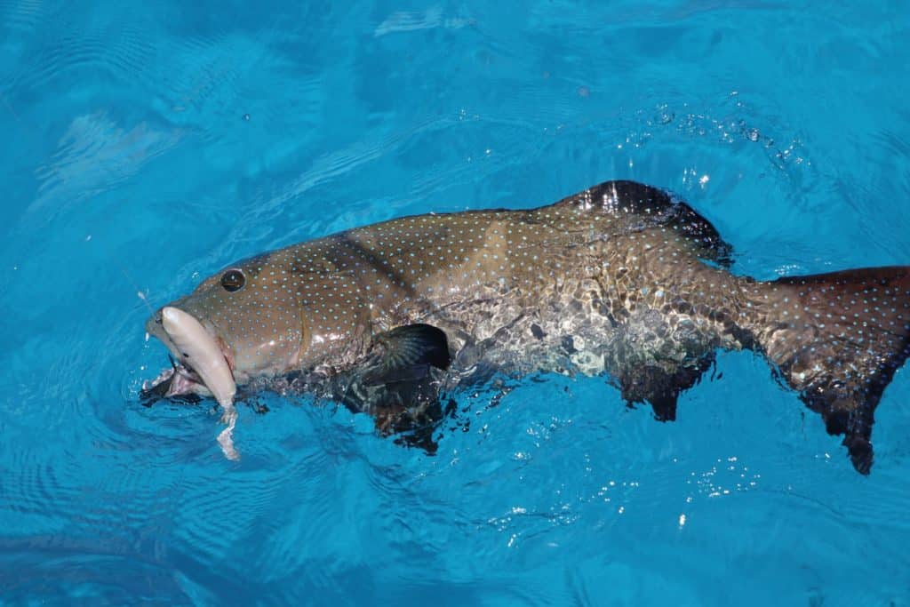 Australia's Great Barrier Reef — coral cod on a swimbait