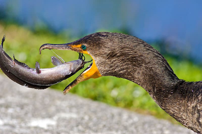 cormorant-softening-up-a-catfish,-enp..jpg
