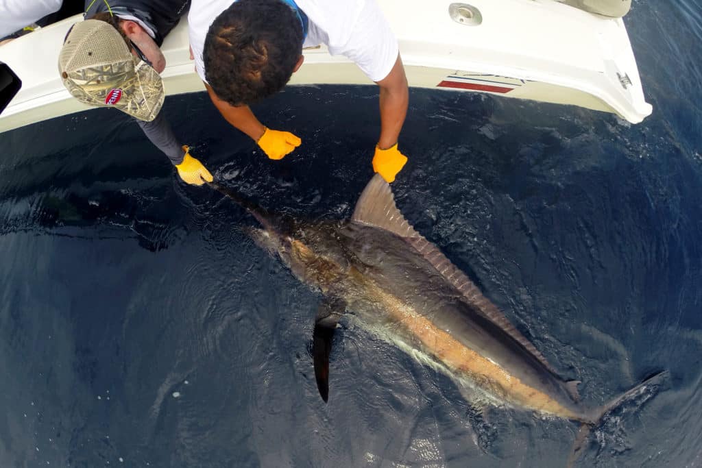Blue marlin caught FAD fishing Crocodile Bay Resort Costa Rica