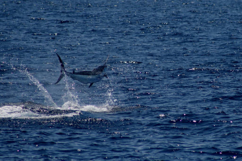 Blue marlin caught fishing FADs offshore Crocodile Bay Resort Costa Rica