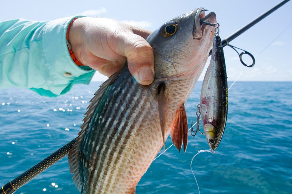 Juvenile mullet snapper caught fishing Sebile Stick Shadd lure