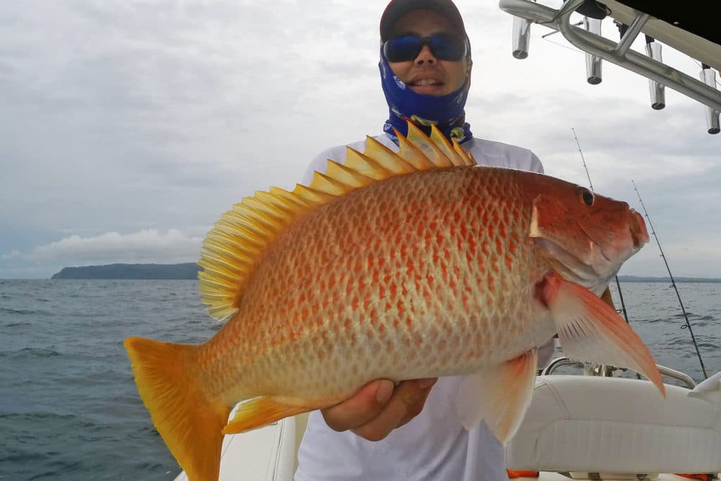 Yellow snapper Pargo Amarillo caught fishing Crocodile Bay Resort Costa Rica