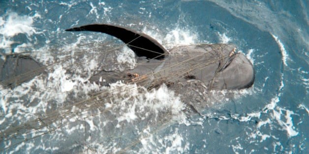 Bill to Ban California Driftnets Hits the Senate Floor