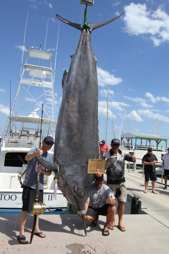 The Death of a Giant Marlin, Justified