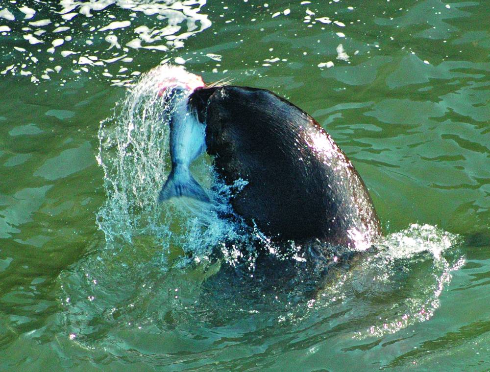 House Passes Bill to Protect Salmon from Sea Lions
