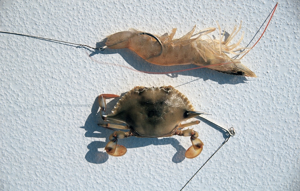 crab and shrimp baits