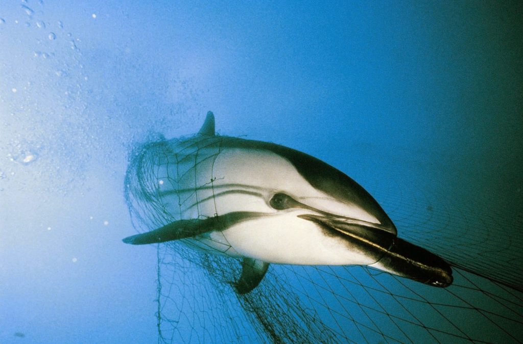 credit oceana_dolphin in net.jpg