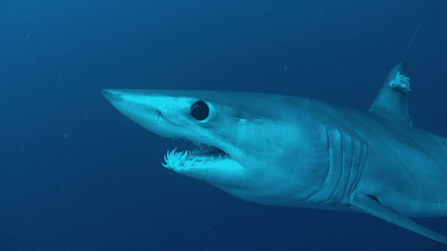mako sharks in Atlantic Ocean