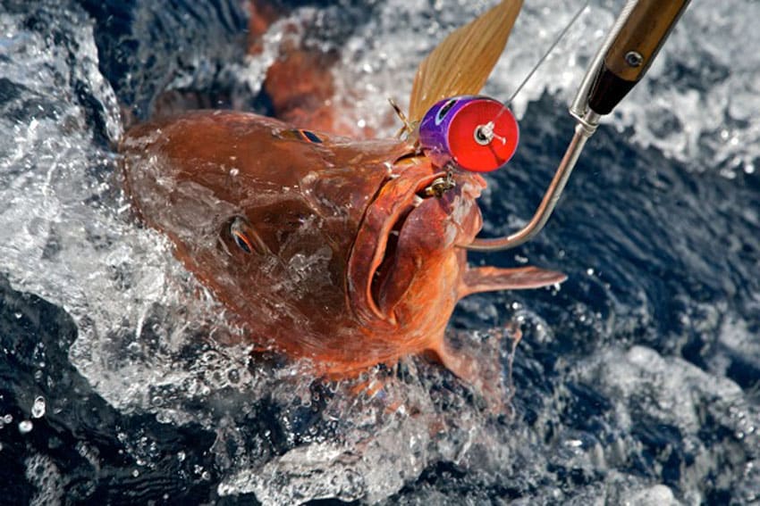 cubera snapper on a popper in panama.jpg