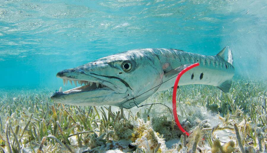 Barracuda caught tube lure fishing