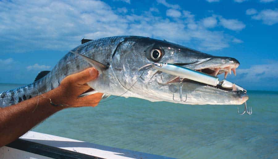 Barracuda fish caught fishing jointed Rapala diving plug lure