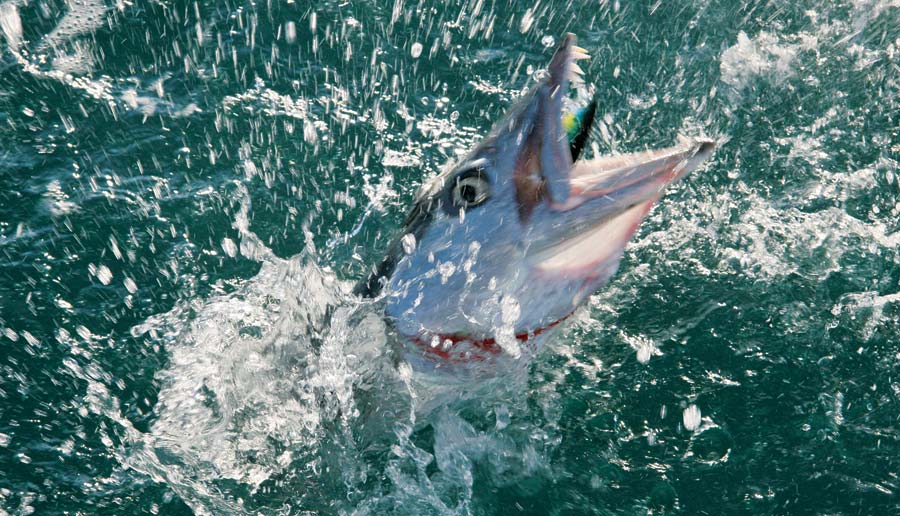 Great barracuda fish at ocean surface