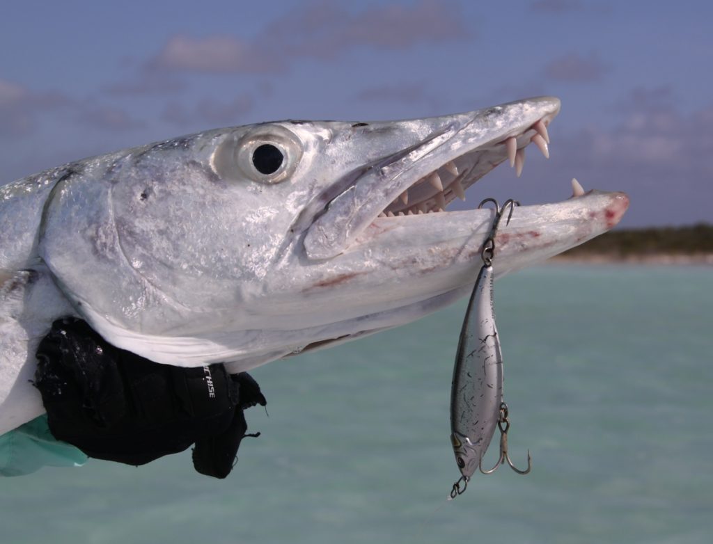 Toothy great barracuda