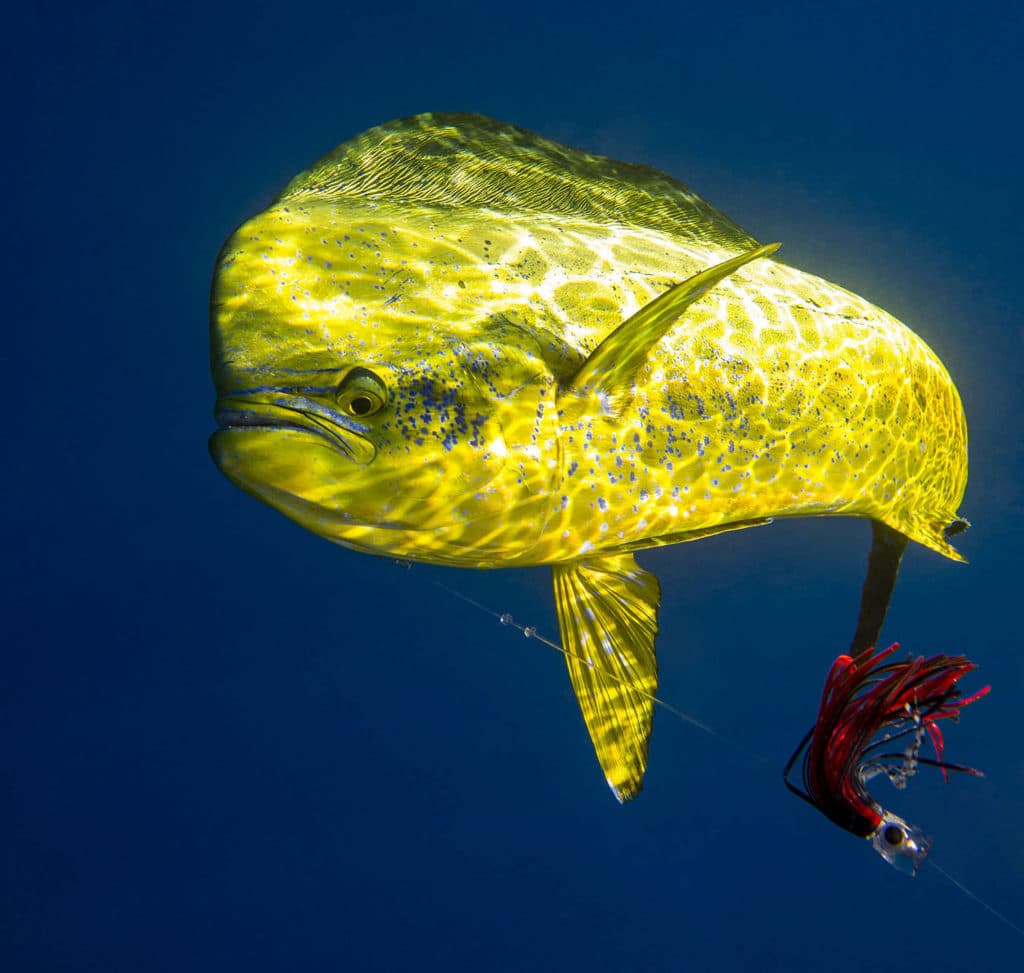 Big bull mahi turns for the camera