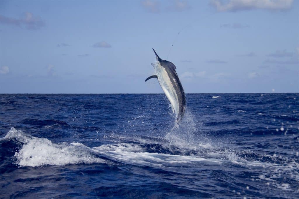 Giant black marlin leaping