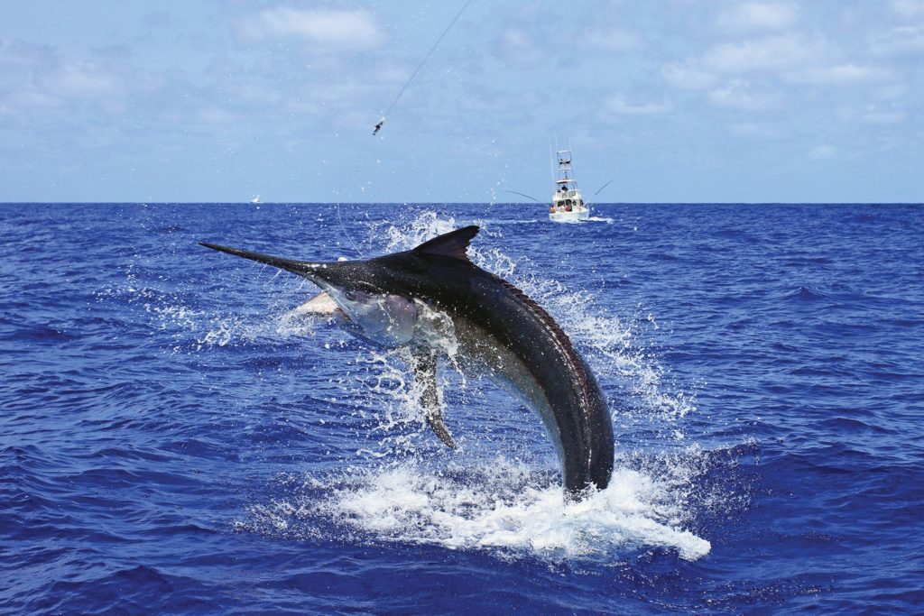 Giant black marlin leaping