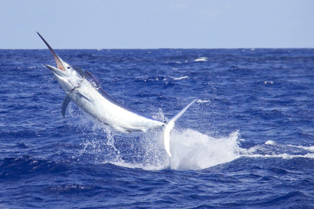 Giant black marlin leaping