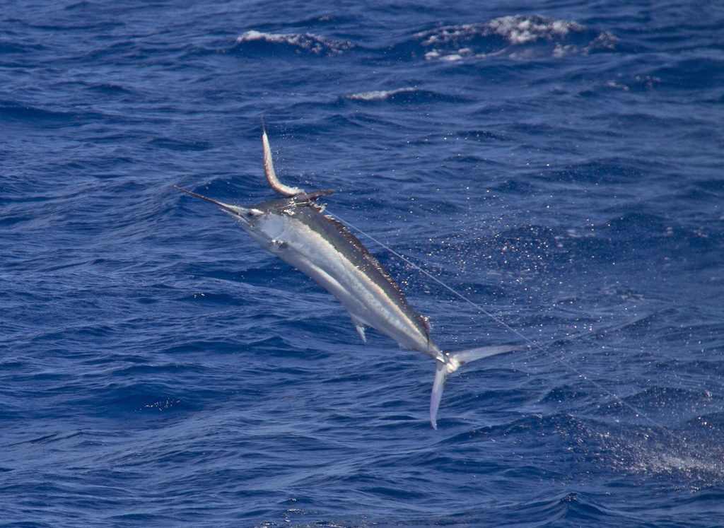 black marlin leaping