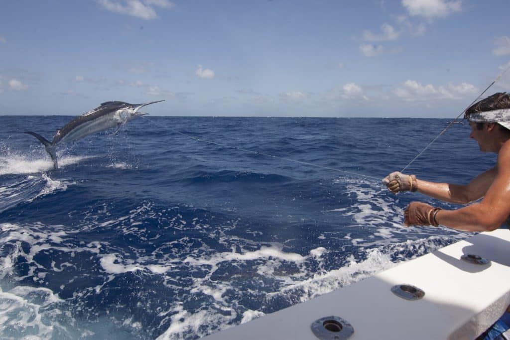 Giant black marlin leaping