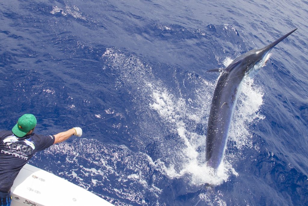 Giant black marlin leaping