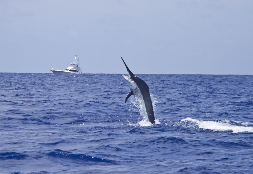 Giant black marlin leaping