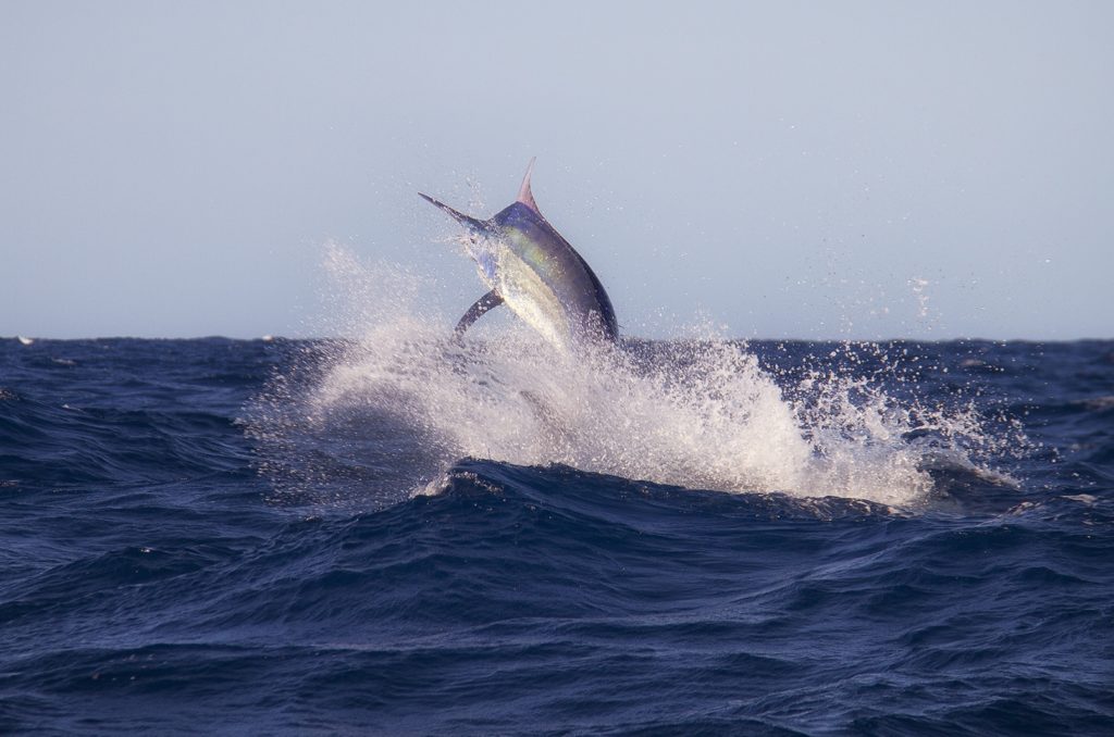 Giant black marlin leaping