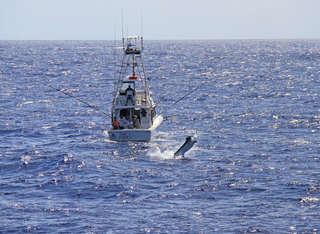 Giant black marlin leaping