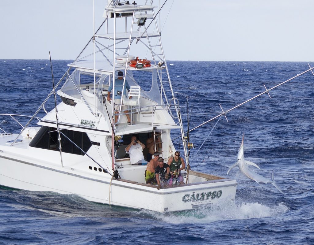 Giant black marlin leaping