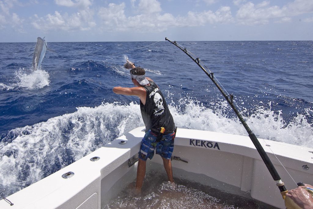 Giant black marlin leaping