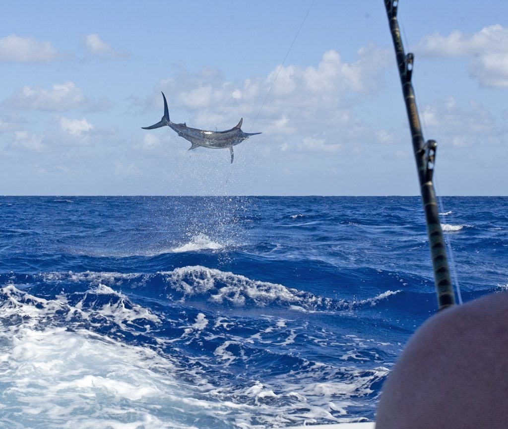 Giant black marlin leaping