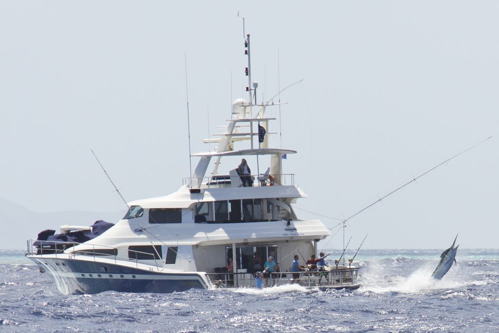 Giant black marlin leaping