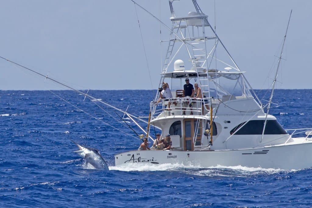 Giant black marlin leaping