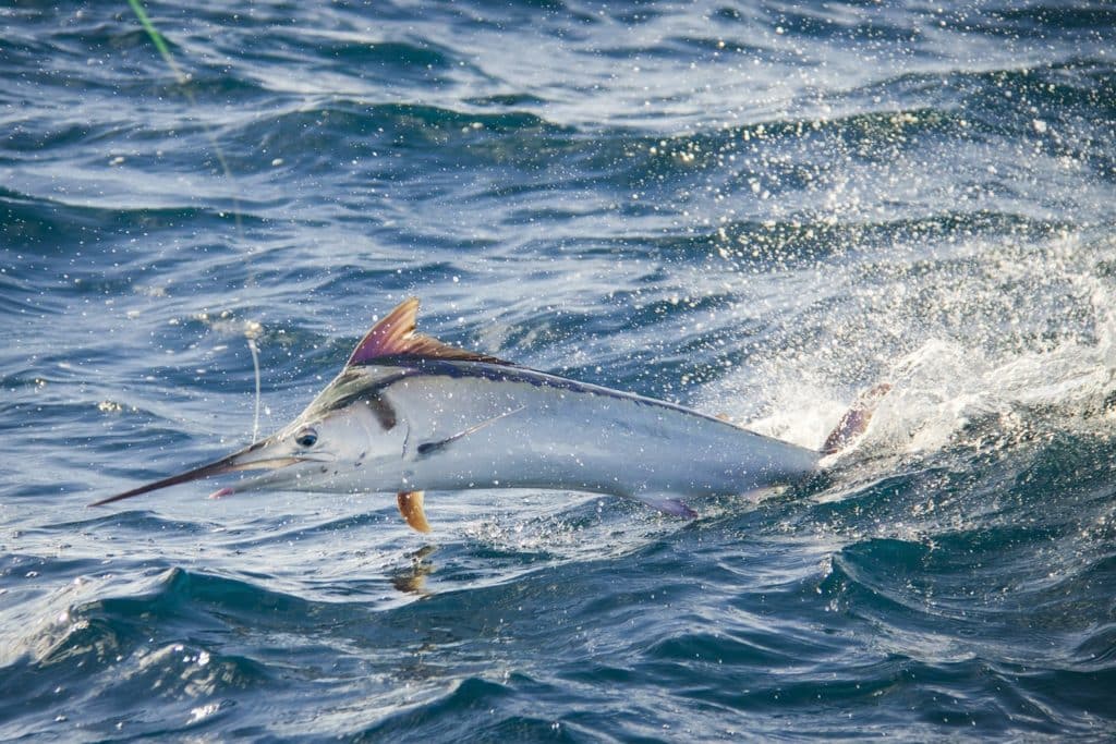 black marlin leaping