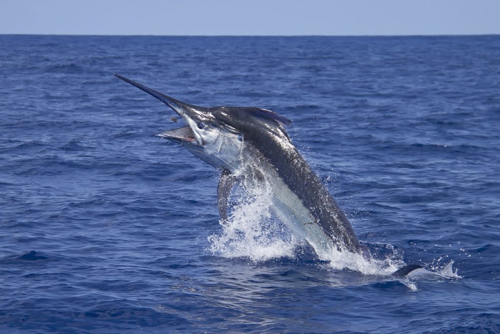 Giant black marlin leaping