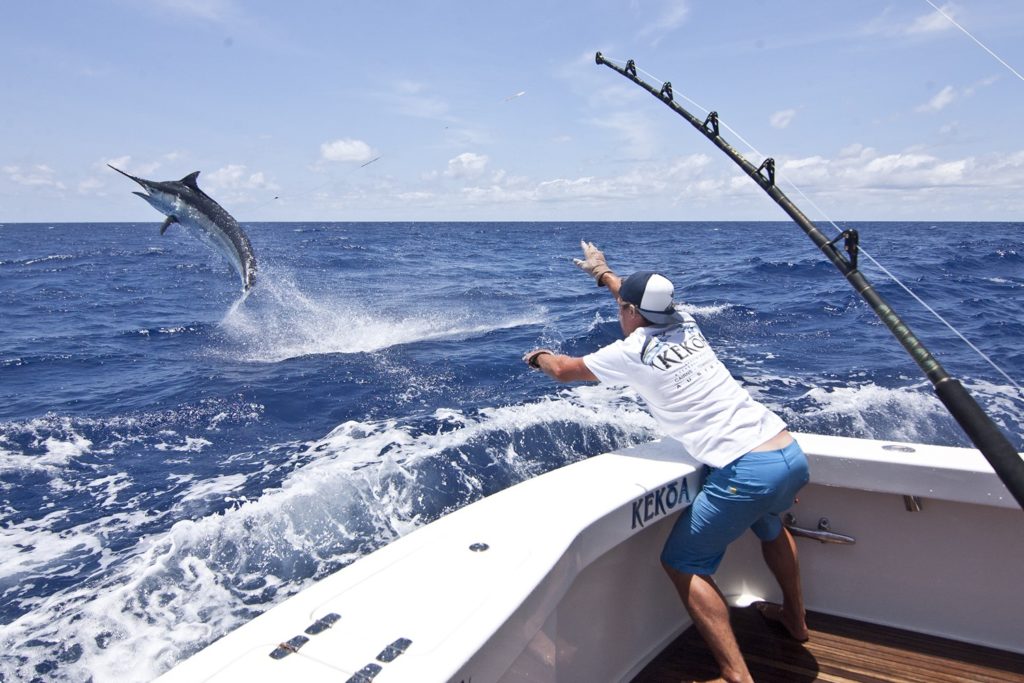 Giant black marlin leaping