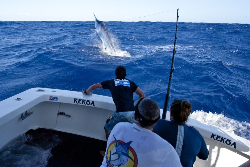 Giant black marlin leaping