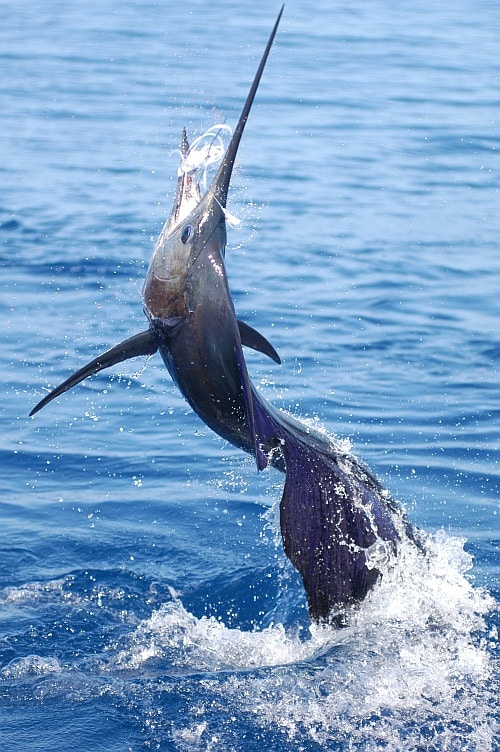 billfish