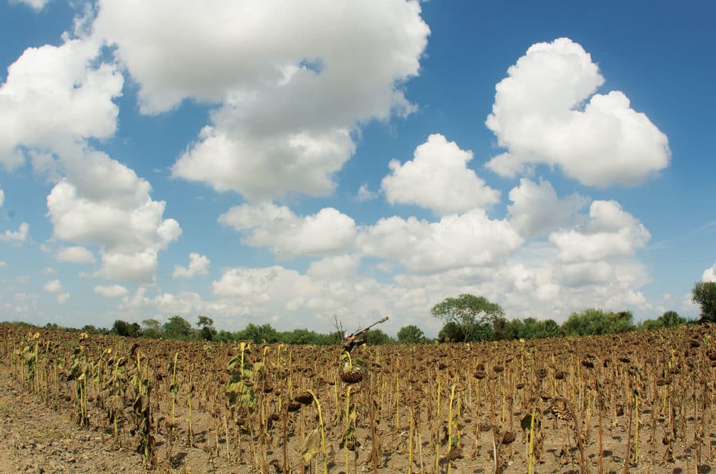 Dove Hunting South Texas Sunflower Field