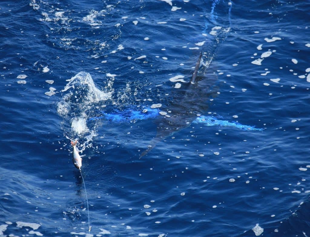 A lit-up marlin chases a teaser