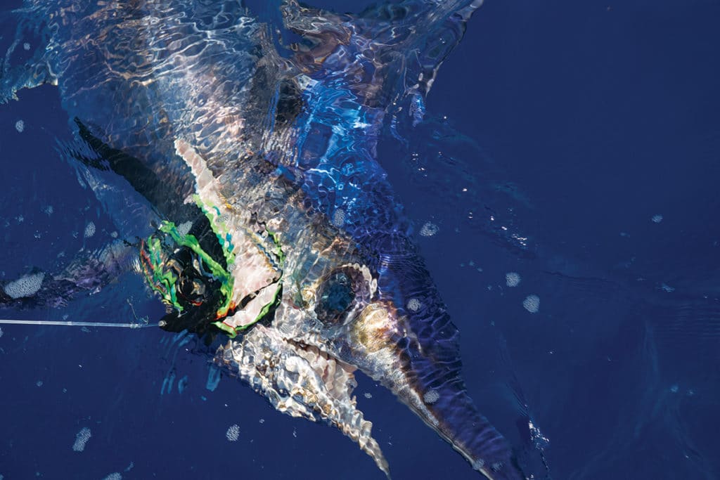 Swordfish caught while fishing using an octopus skirt strip bait alongside a boat