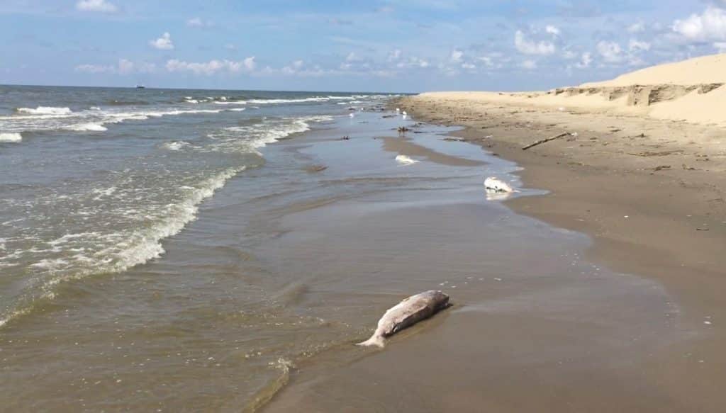 Dead bull redfish on Gulf of Mexico beach from menhaden netters